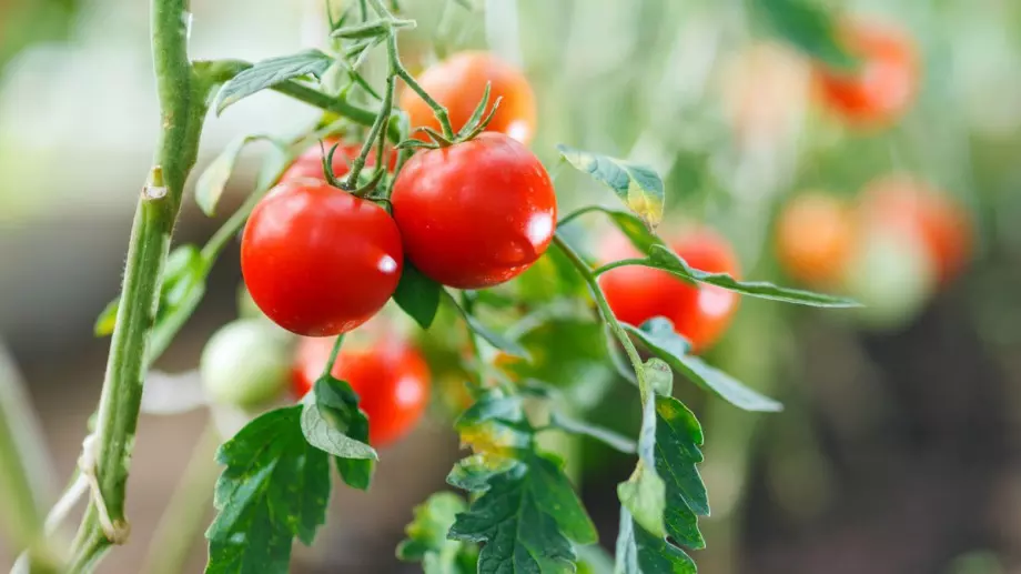 Веднага направете ТОВА, ако по доматите се появят  бели петна