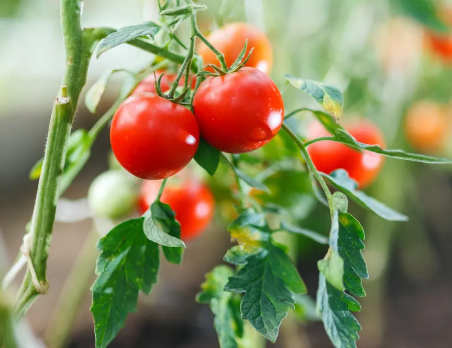 Ако искате да обирате доматите в кофи, подхранете ги СЕГА с тази съставка 