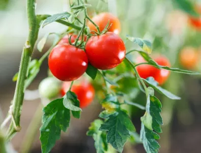 Защо листата на доматите пожълтяват: Причини и решения
