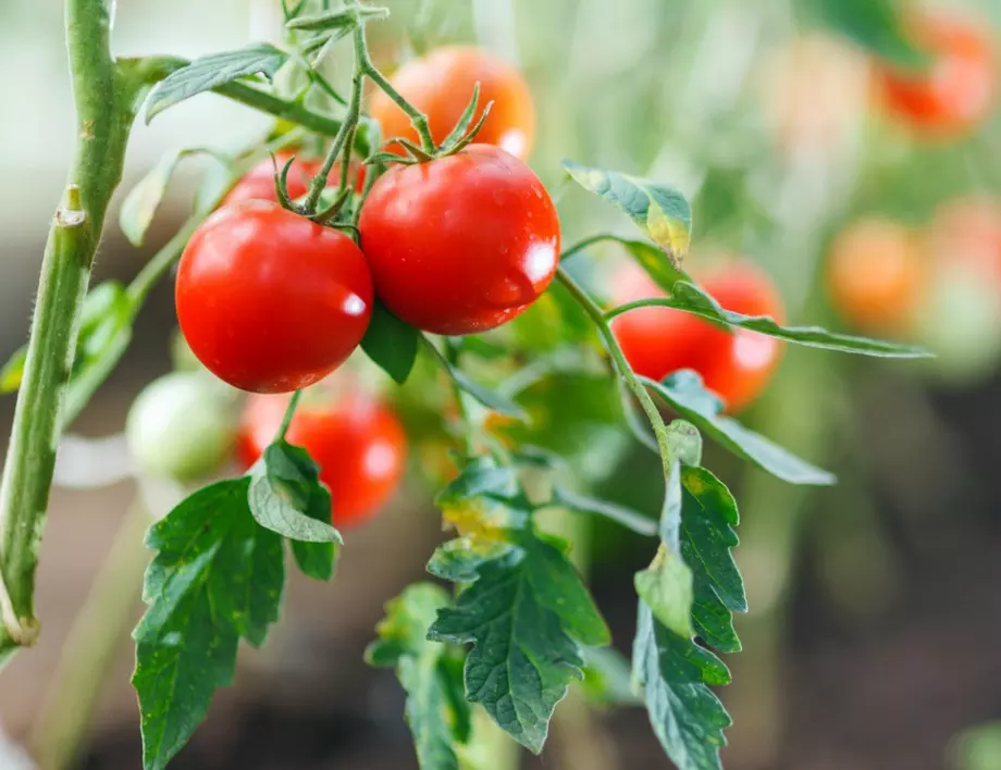 Безценните съвети на един градинар: Защо трябва да режем листата на доматите?