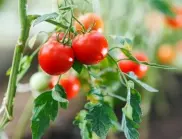 Стресирани домати – що е то?