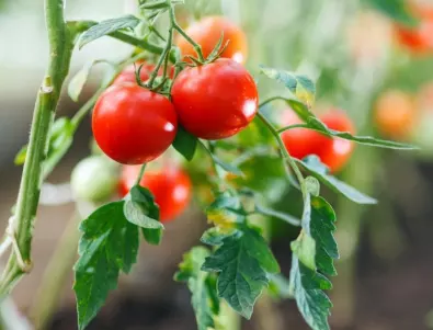 Бабиният разтвор, който доказано защитава доматите от всякакви болести 