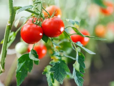 Задължително направете това няколко дни преди да засадите доматения разсад. Реколтата ще е двойна!
