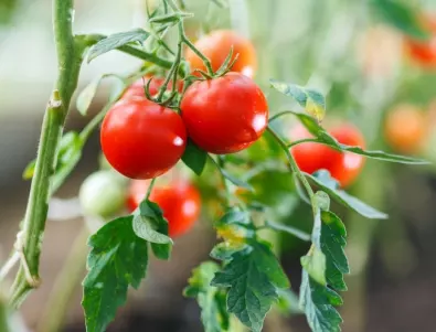 Реколта от сочни и ВКУСНИ домати в домашната градина: Стъпки при засаждане