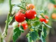 След многото дъждове - ето с какво се пръскат доматите