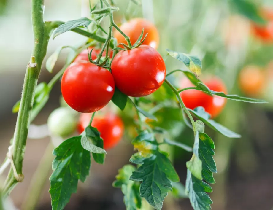 Увеличете реколтата на доматите с тази невероятна комбинация