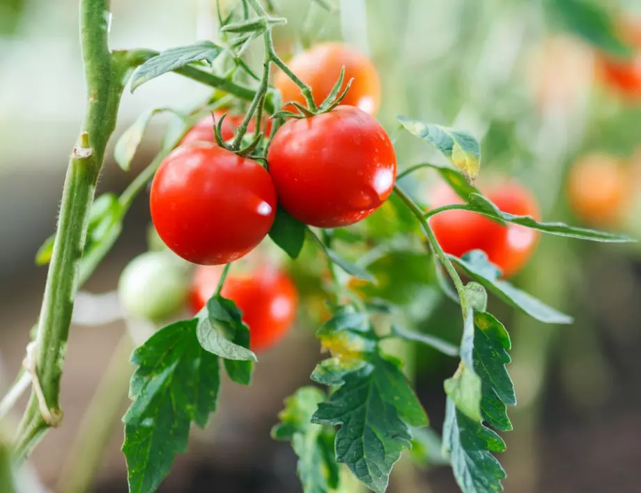 Подхранване на доматите против болести - ще увеличите реколтата си ДВОЙНО