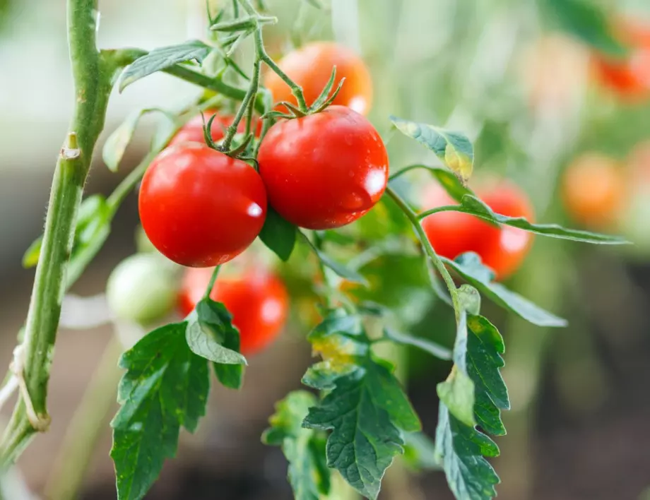 Без специална тор - ето какво да засадите до доматите за богата реколта