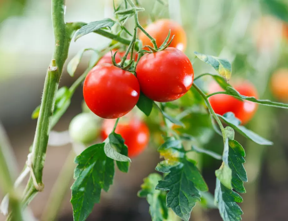 Сиво гниене по доматите - ето как да се избавим от него