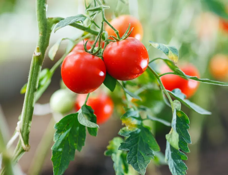 Едно пръскане ще ви е достатъчно, за да забравите за вредителите по доматите - ето с какво