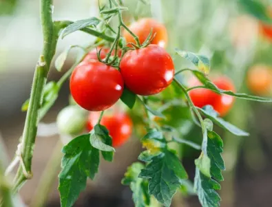 Няма как да имате богата реколта от домати без тези 2 съставки