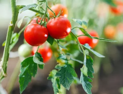 С какво да покриете зелените домати, ако искате да узреят за нула време?