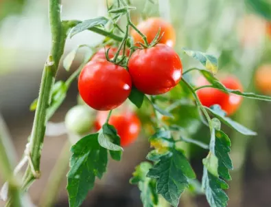 Кои са най-опасните вируси по доматите - съсипват цялата реколта?