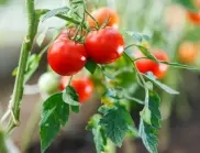 Съставката,  с която доматите ще узреят по-бързо