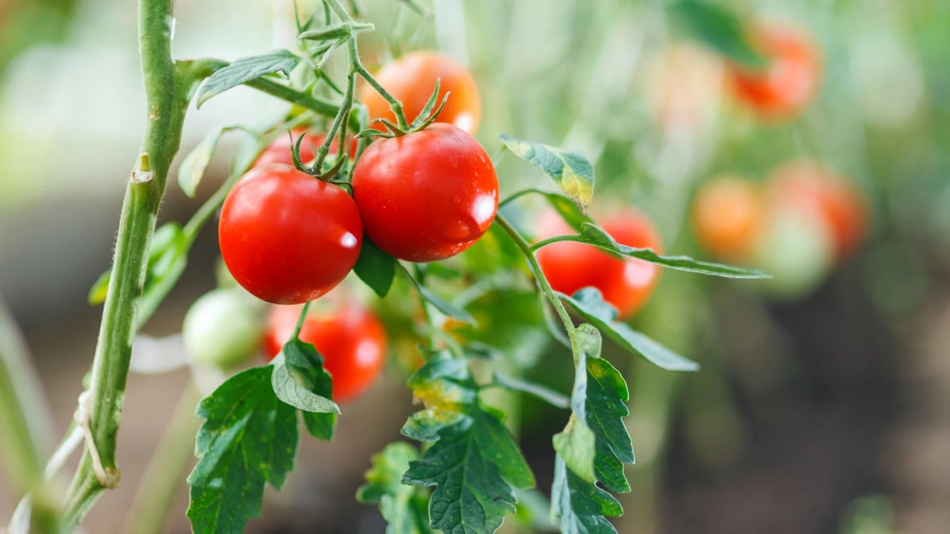 Съставката,  с която доматите ще узреят по-бързо