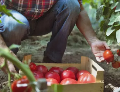 Ако жегата е съсипала доматите, краставиците и чушките, този разтвор ще ги съживи
