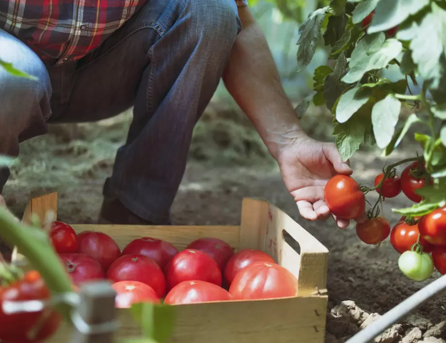 Направете тези 6 неща с доматите през август, за да имате реколта до късна есен