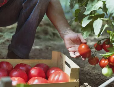 Градинарят, който не забрави да направи това с доматите през септември, ще има богата реколта до късна есен