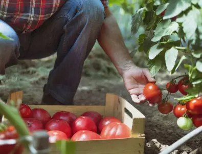 3 грешки, които всеки втори градинар прави при поливането на доматите, но те са пагубни за реколтата