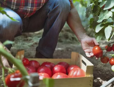 След като засадите доматите, полейте ги с това и реколтата им ще е по-богата от всякога