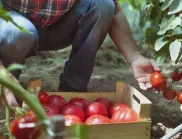 С този прост трик реколтата на доматите ще е 2 пъти по-богата
