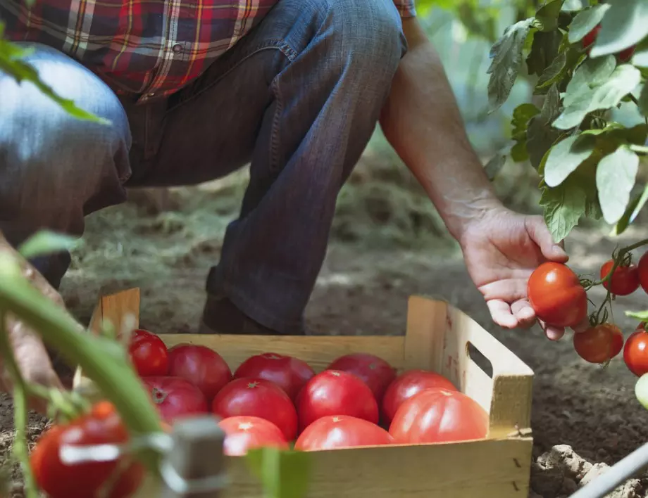 Полейте доматите с това през юни и ще приберете богата реколта от едри и месести плодове