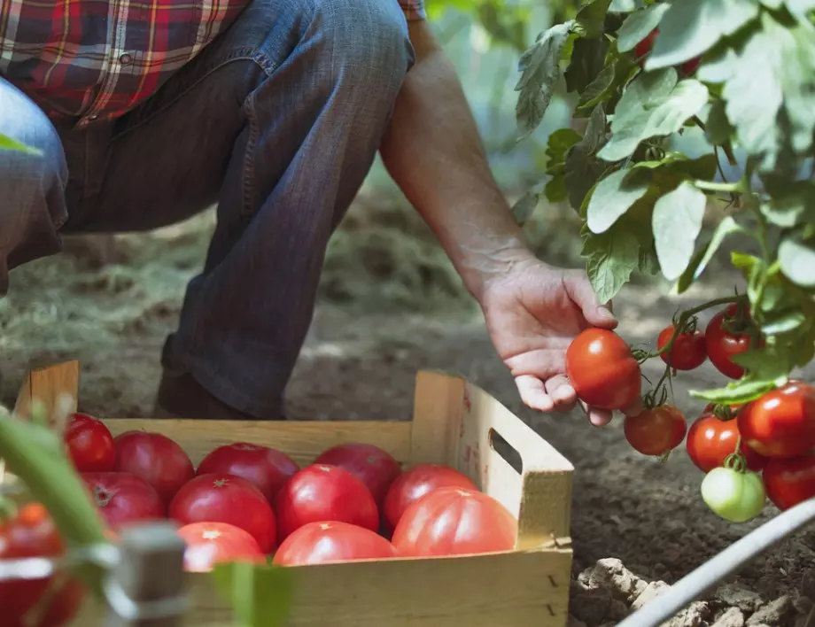 Ако искате да берете домати до късна есен, започнете да ги поливате с това