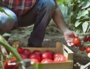 Дори най-изсъхналият доматен разсад ще даде богата реколта, ако го напръскате с това