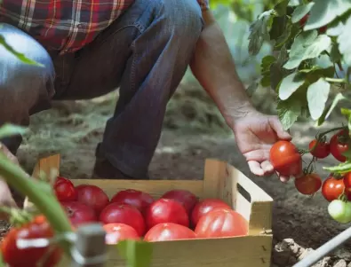 НЕ правете тази грешка с доматите през юни, за да не останете без реколта