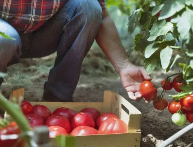 Цяло лято опитните градинари поливат доматите с това и клоните им се чупят от реколта