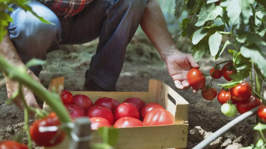 Пепел за месести и вкусни домати - ето какво правят опитните градинари през юли