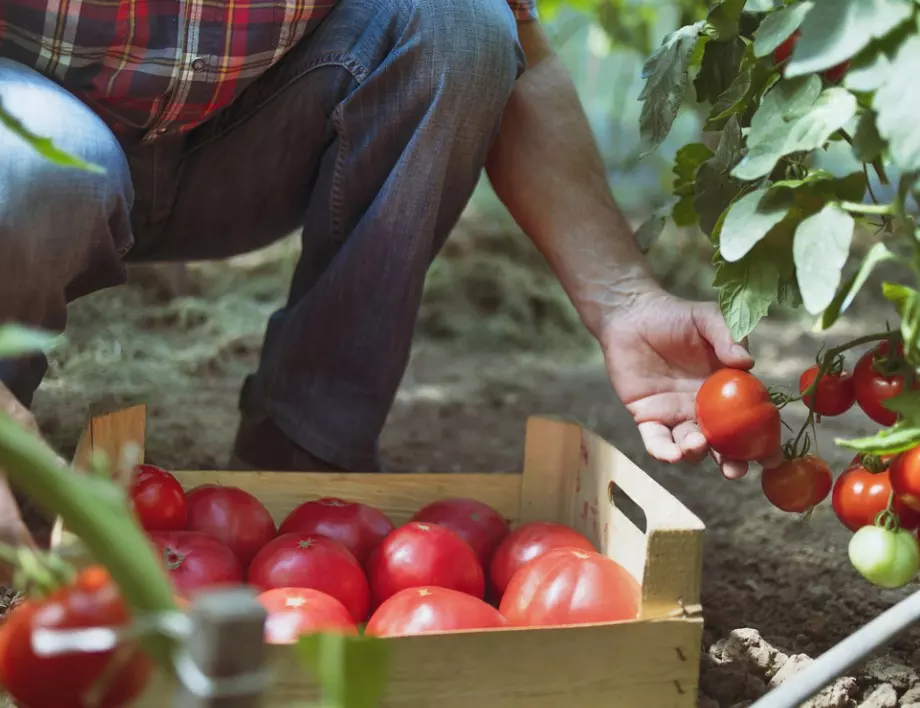 Пепел за месести и вкусни домати - ето какво правят опитните градинари през юли