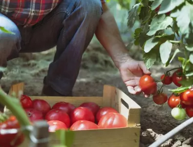 Поливане на доматите и краставиците с мляко - ето какво правят опитните градинари