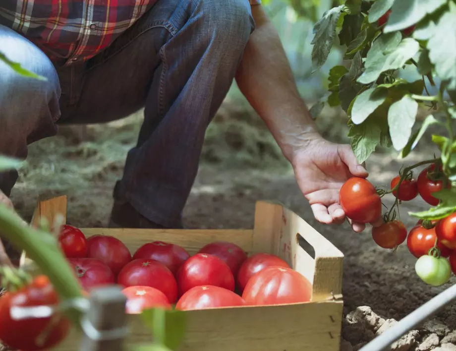 Поръсете доматите и краставиците с това - ще забравите за вредителите