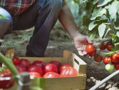 Прищипване на доматите през август - ето как се прави