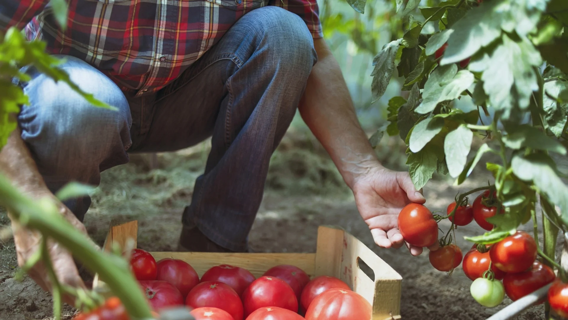 Искате реколтата ви с домати да бъде с 80% повече от миналата година - отглеждайте ги така !