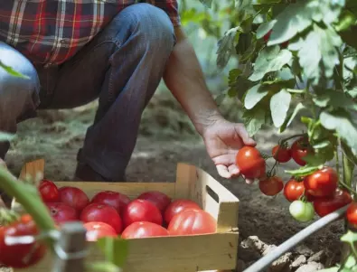Искате реколтата ви с домати да бъде с 80% повече от миналата година - отглеждайте ги така !
