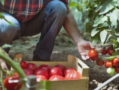 Кои домашно приготвени препарати вършат работа против акари по доматите