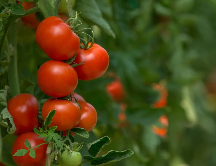 Знаете ли колко често се поливат доматите?