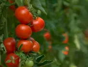 Кога задължително трябва да се поливат доматите?