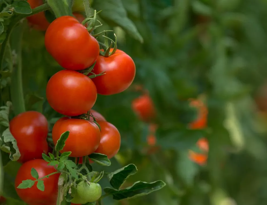 Превенция и грижи за доматите: Как да избегнете гниенето