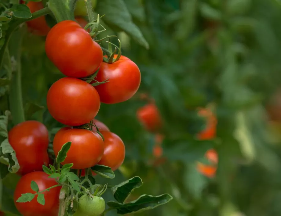 Най-грубите грешки при отглеждане на домати: ето кои са те