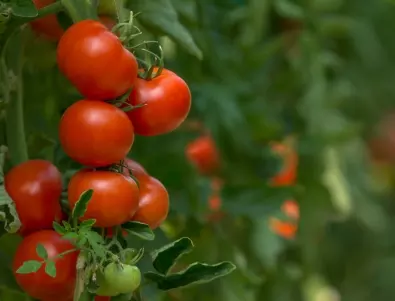 Люти чушки за богата реколта от домати - рецептата, която трябва да знае всеки градинар