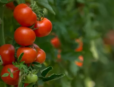 Напръскайте доматите с това през август - те ще узреят по-бързо 