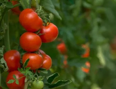 Следвайте ТЕЗИ съвети и доматите ще растат като полудели
