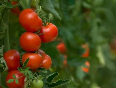 Какво се посипва върху доматите, за да зреят бързо и да са едри?
