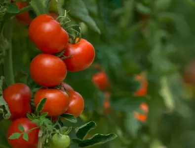 До какво води липсата на калций при доматите?