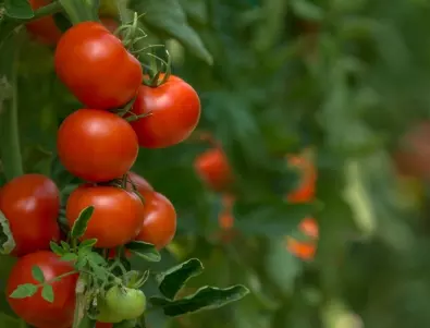 Как да накарате доматите да узреят по-бързо