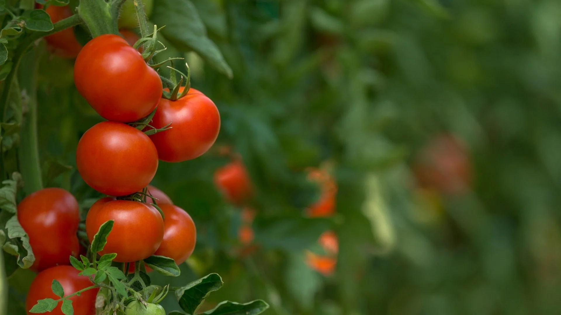 Засаждане на семена от домати: Ето как