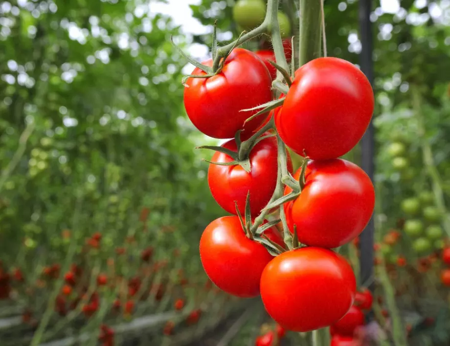 Бабината рецепта за по-бързо узряване на доматите през август